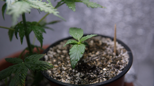 カリフォルニア州、大麻の栽培税を減税へ