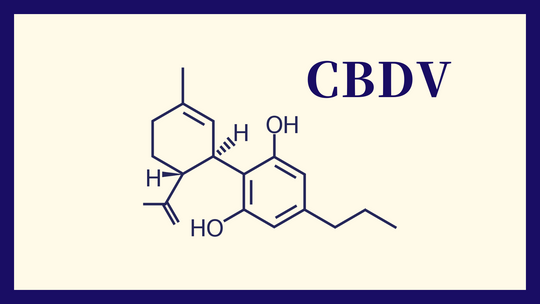 CBDV（カンナビビバリン）とは何か？CBDとの違いは？