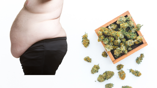 最新研究、大麻合法化が肥満率の低下と相関！？