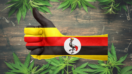 ウガンダ、世界最大の大麻生産施設を建設へ