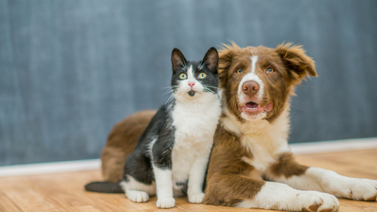 CBDはペットの犬や猫に有効か？